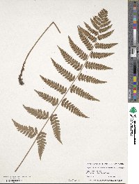 Dryopteris clintoniana image