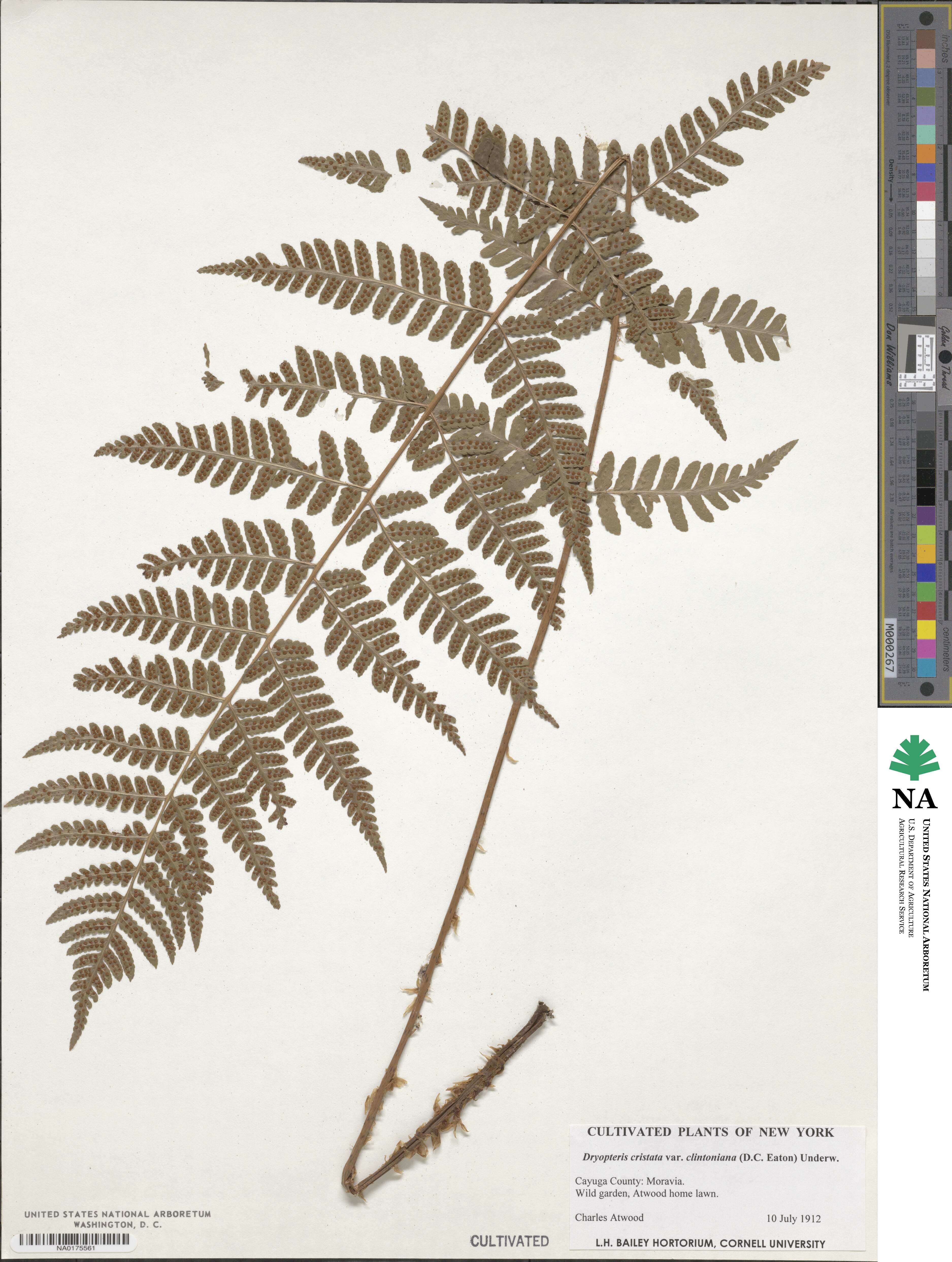 Dryopteris clintoniana image