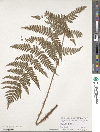 Dryopteris clintoniana image