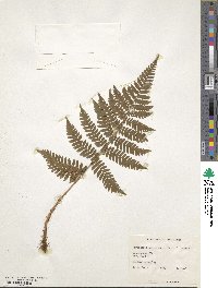 Dryopteris erythrosora image