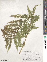 Dryopteris filix-mas image