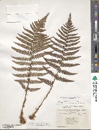 Dryopteris filix-mas image