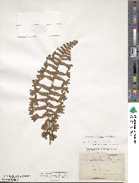 Dryopteris filix-mas image