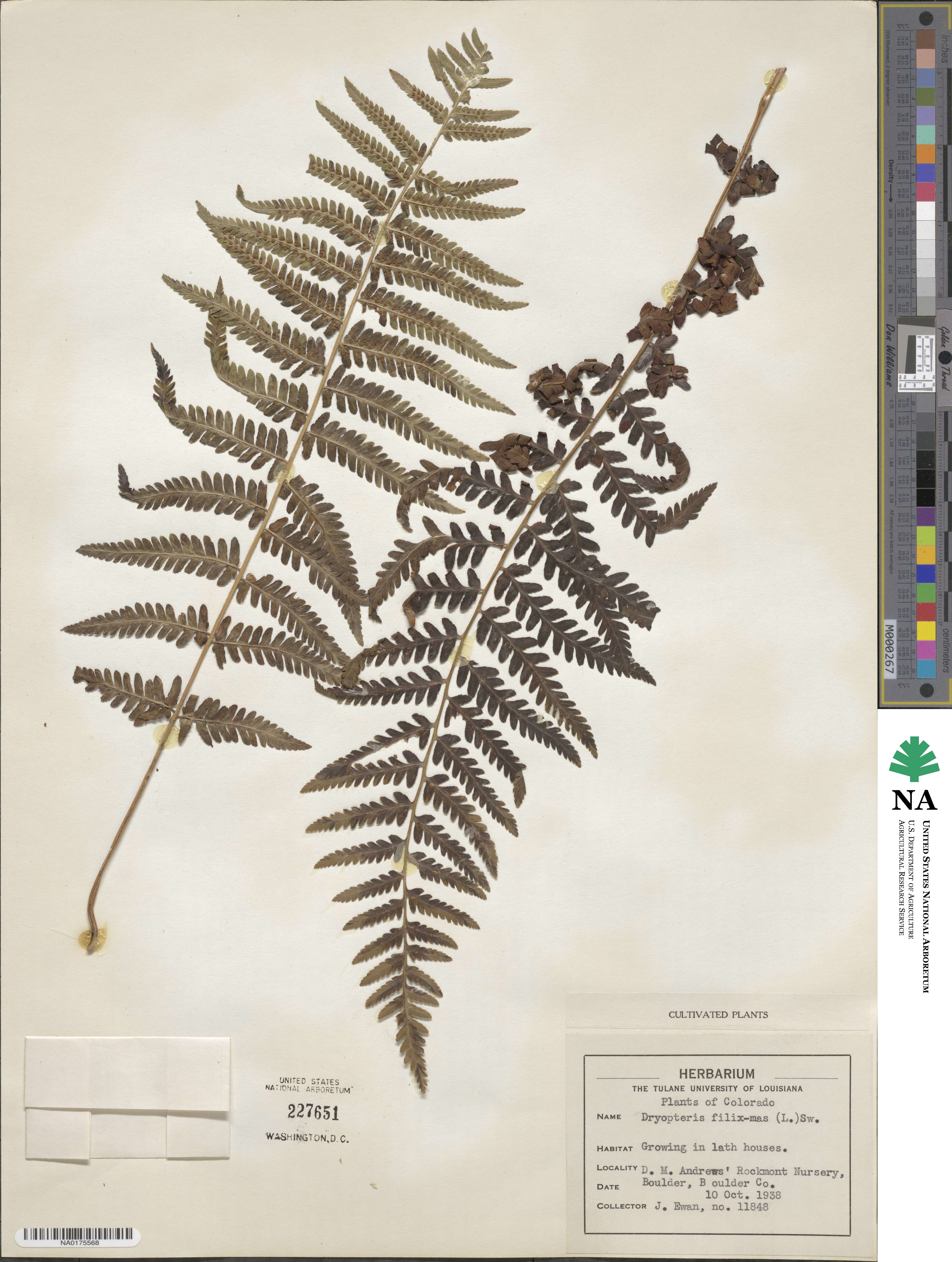 Dryopteris filix-mas image