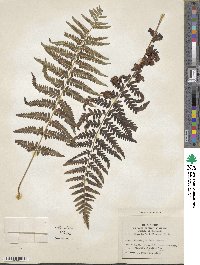 Dryopteris filix-mas image