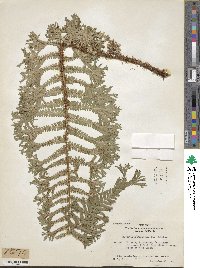 Dryopteris filix-mas image