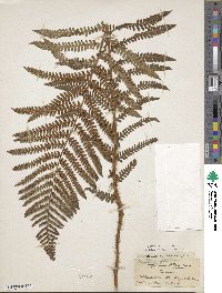 Dryopteris filix-mas image