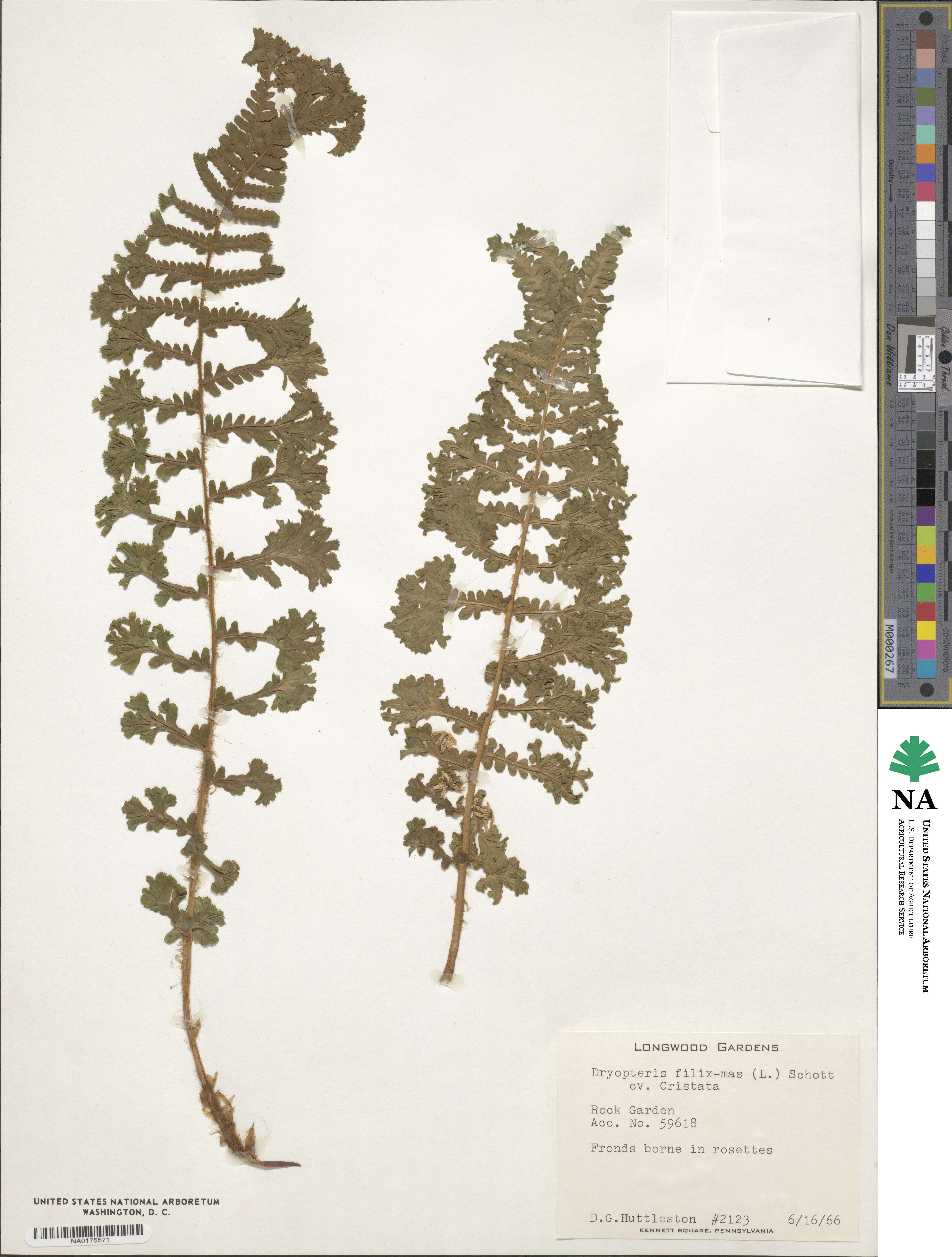 Dryopteris filix-mas 'Cristata' image
