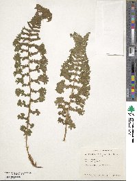 Dryopteris filix-mas image