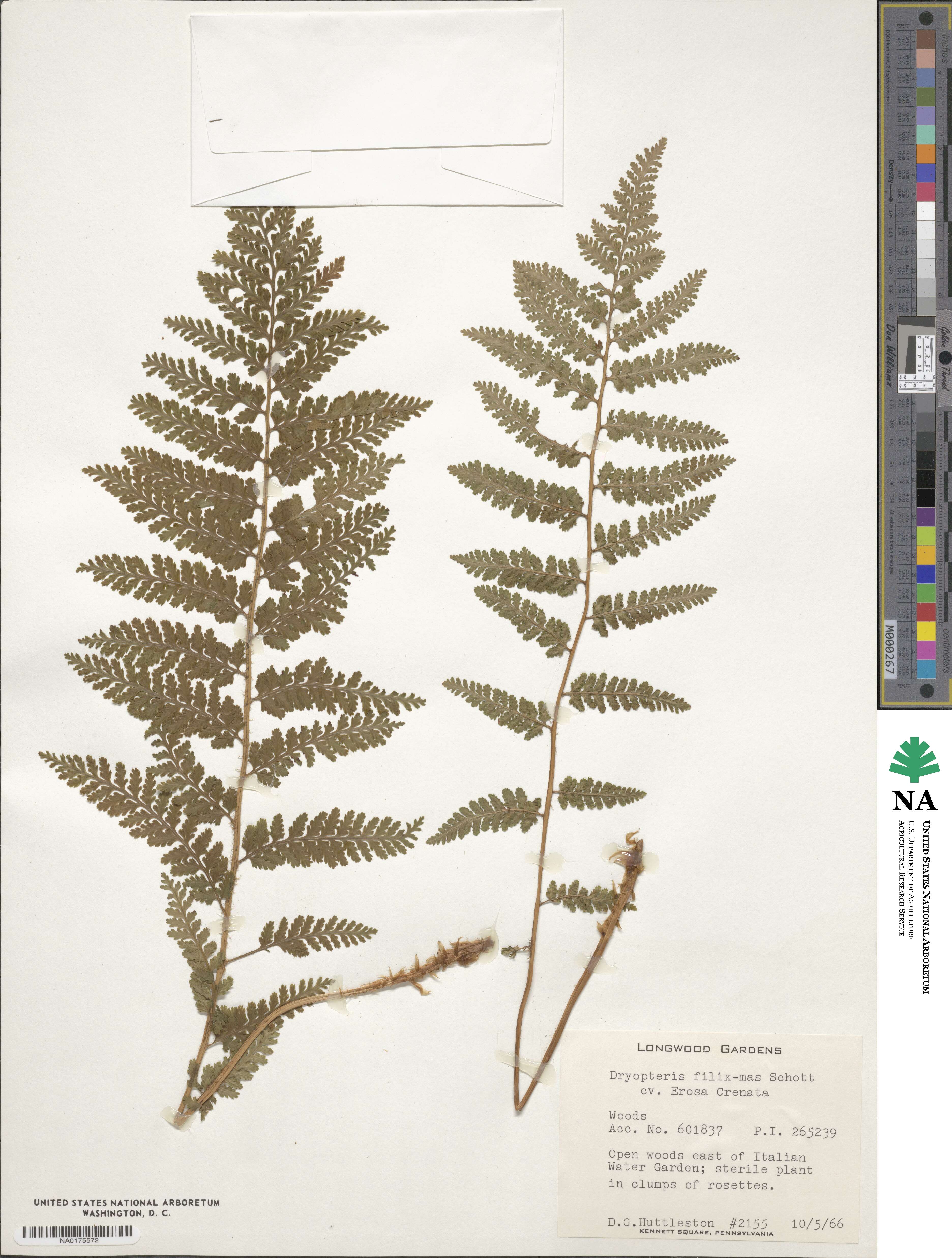 Dryopteris filix-mas image