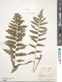 Dryopteris filix-mas image