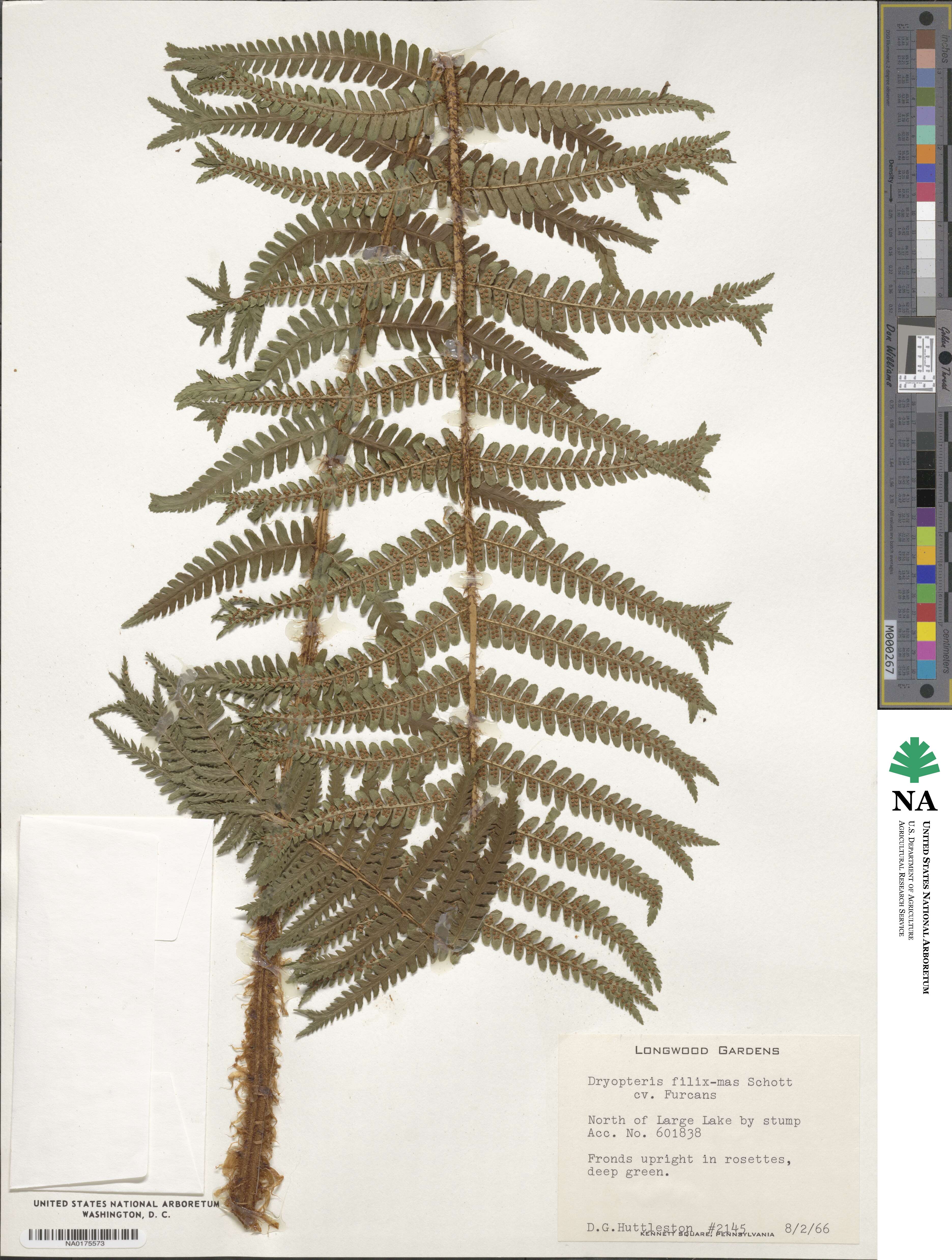 Dryopteris filix-mas 'Furcans' image