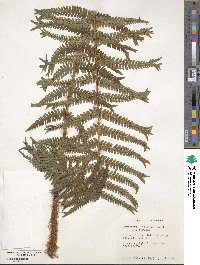 Dryopteris filix-mas image