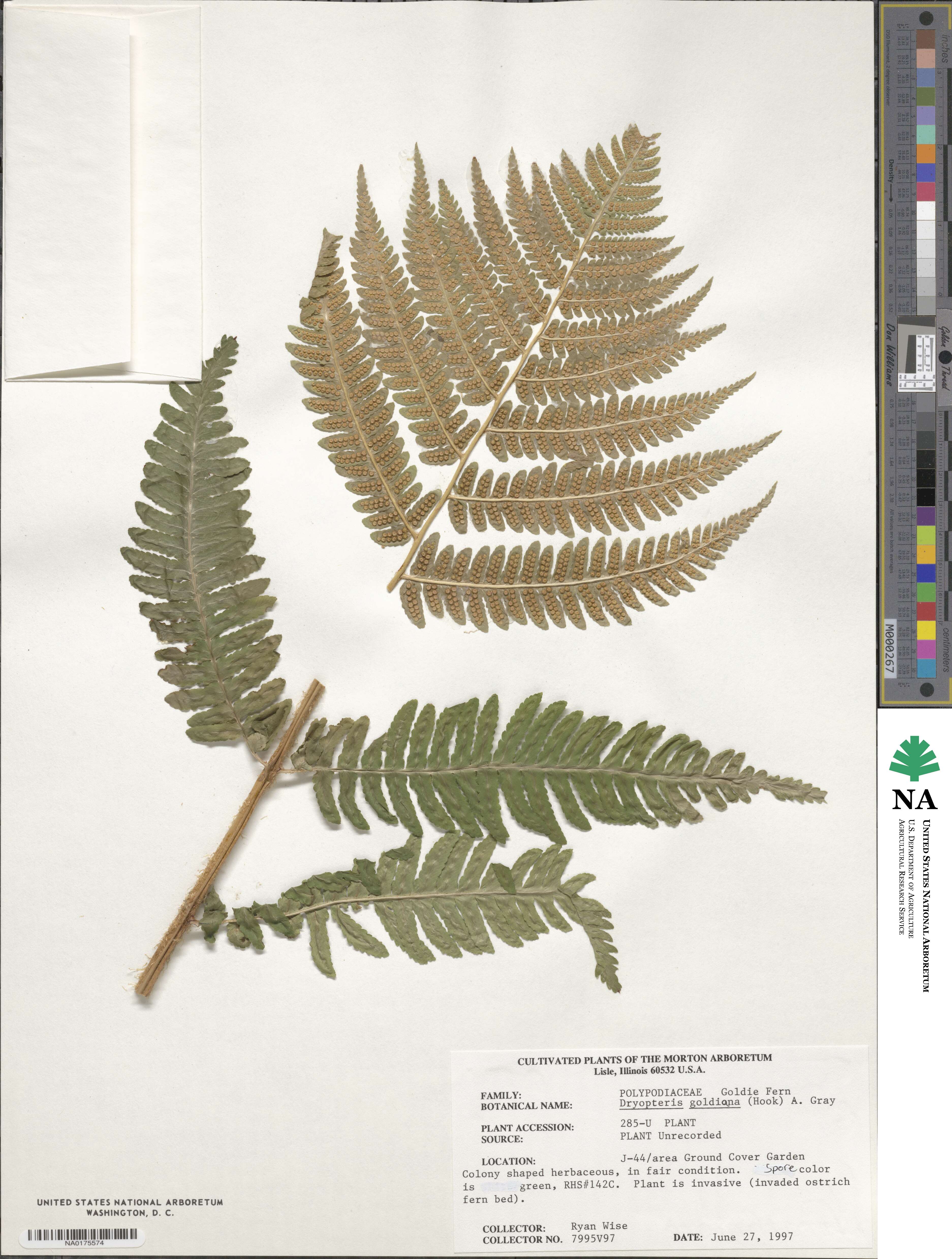 Dryopteris goldieana image