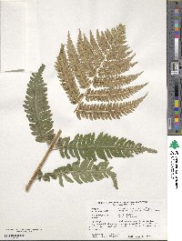 Dryopteris goldieana image