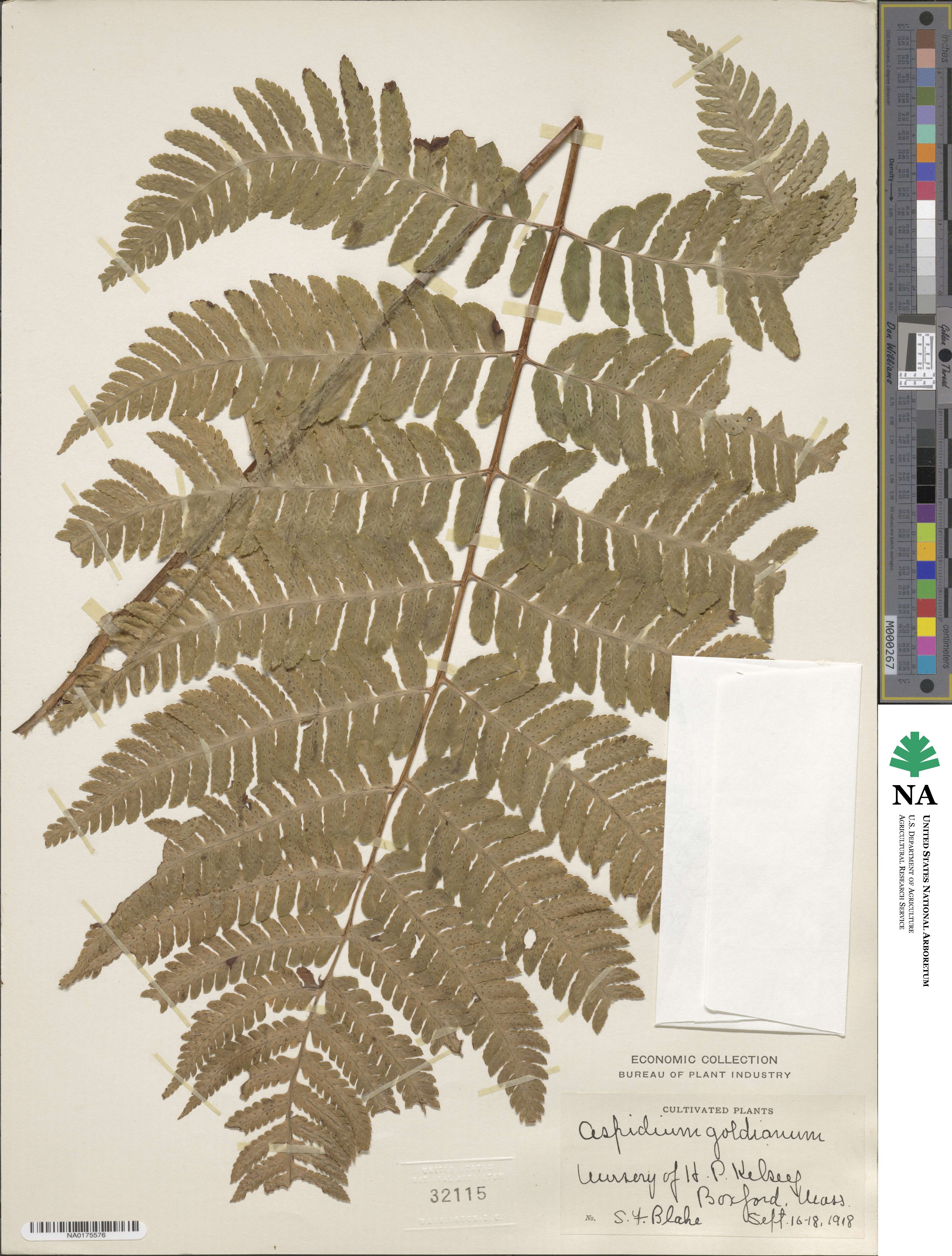 Dryopteris goldieana image