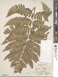 Dryopteris goldieana image