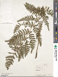 Dryopteris intermedia image