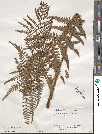 Dryopteris ludoviciana image