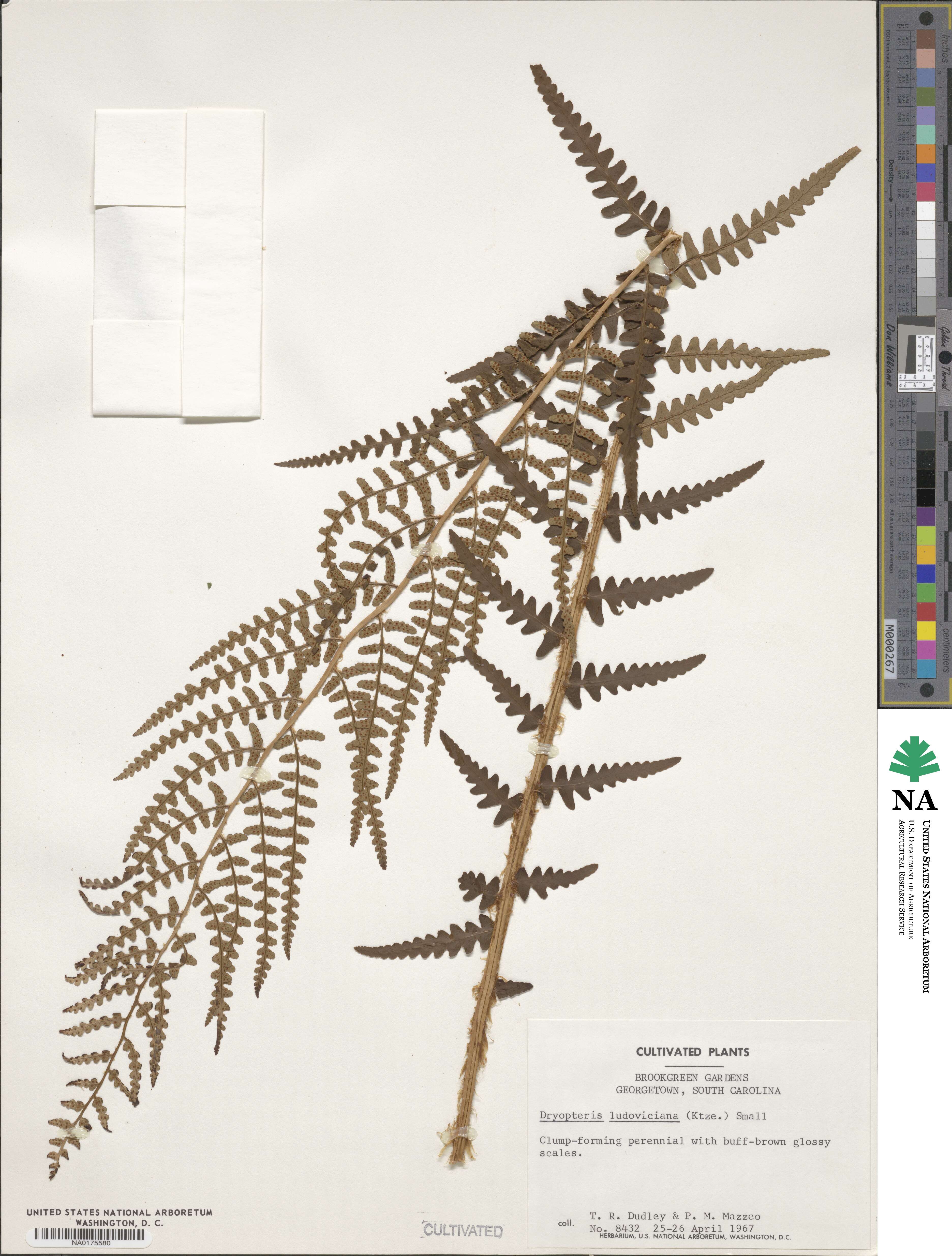 Dryopteris ludoviciana image