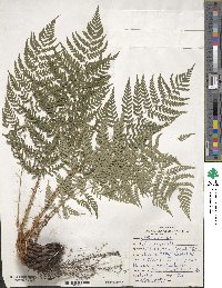 Dryopteris marginalis image