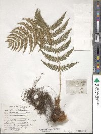 Dryopteris marginalis image