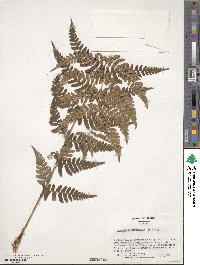 Dryopteris marginalis image