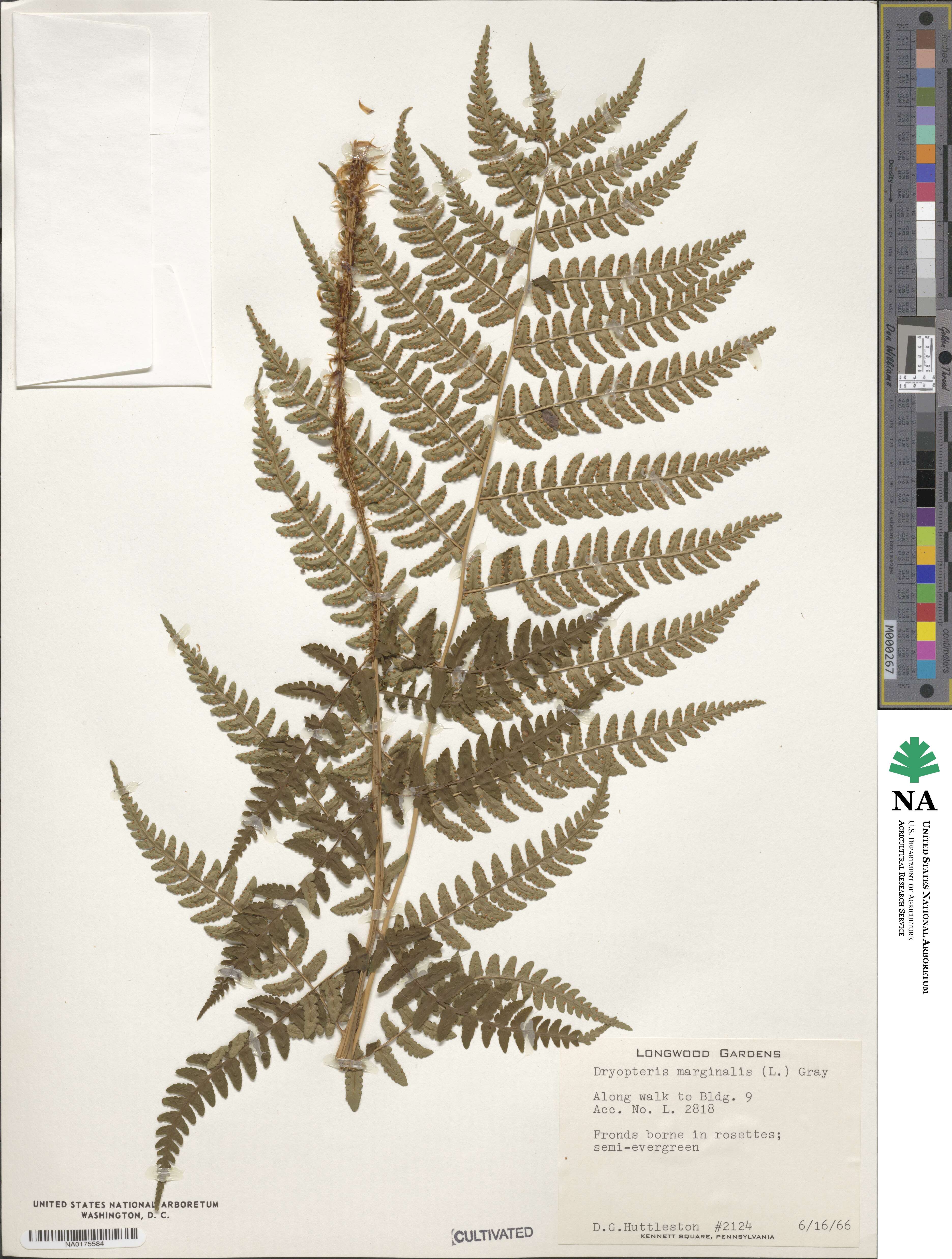 Dryopteris marginalis image