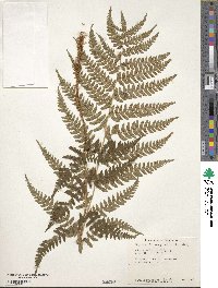 Dryopteris marginalis image