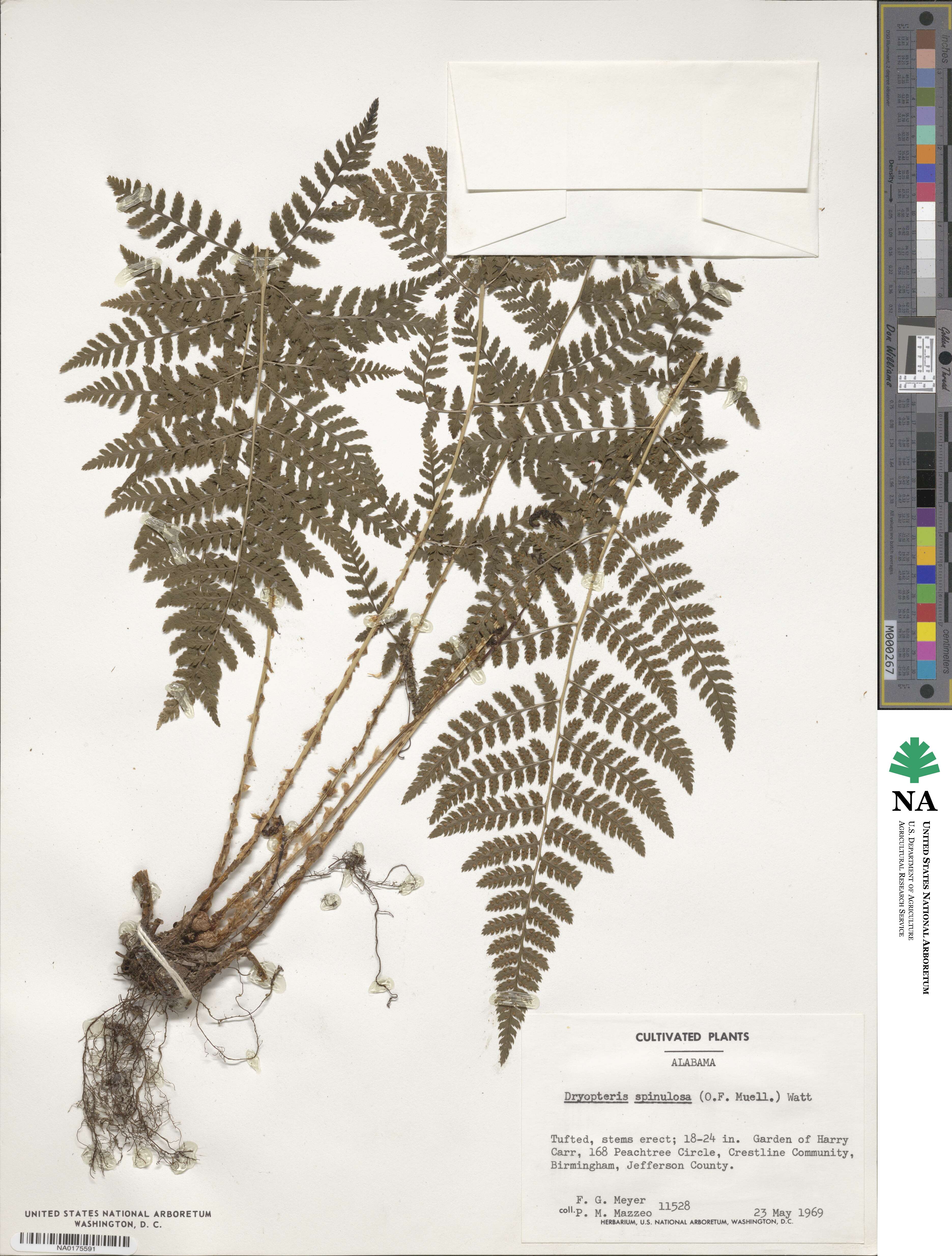 Dryopteris carthusiana image