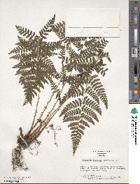 Dryopteris carthusiana image