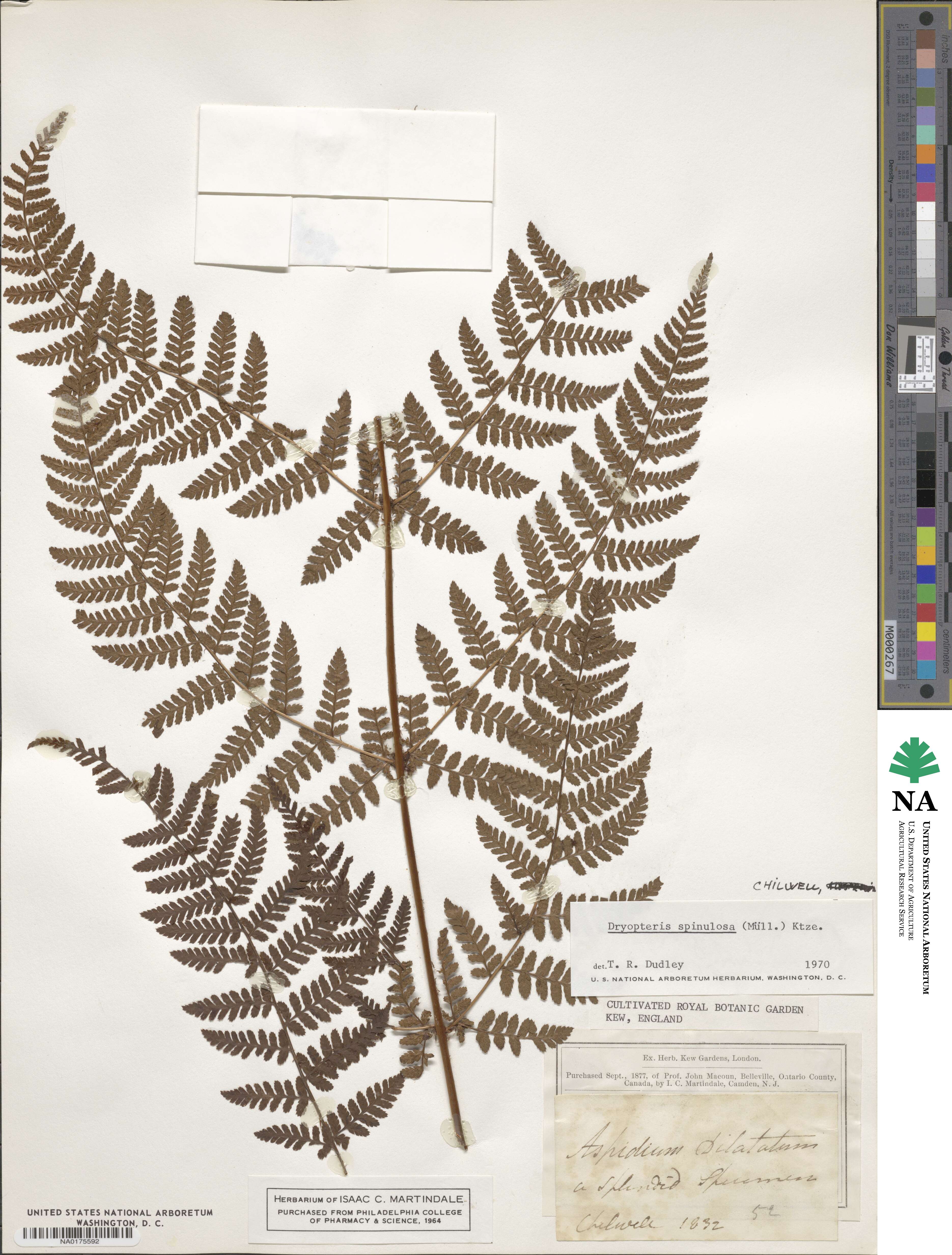 Dryopteris carthusiana image