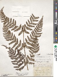 Dryopteris carthusiana image