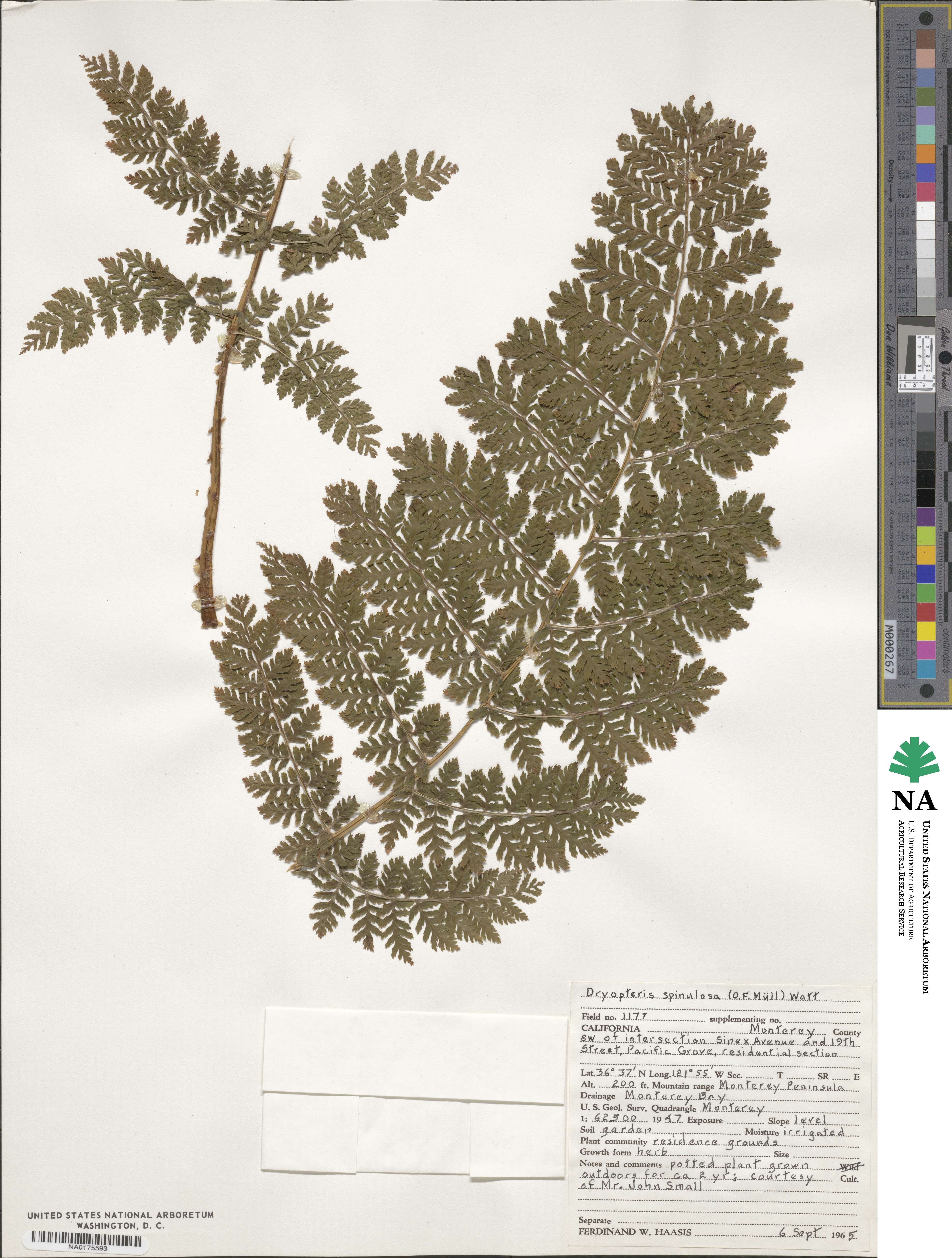 Dryopteris carthusiana image