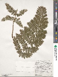 Dryopteris carthusiana image