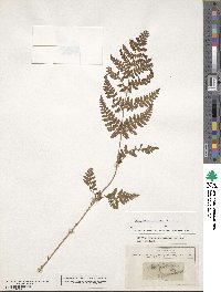 Dryopteris carthusiana image