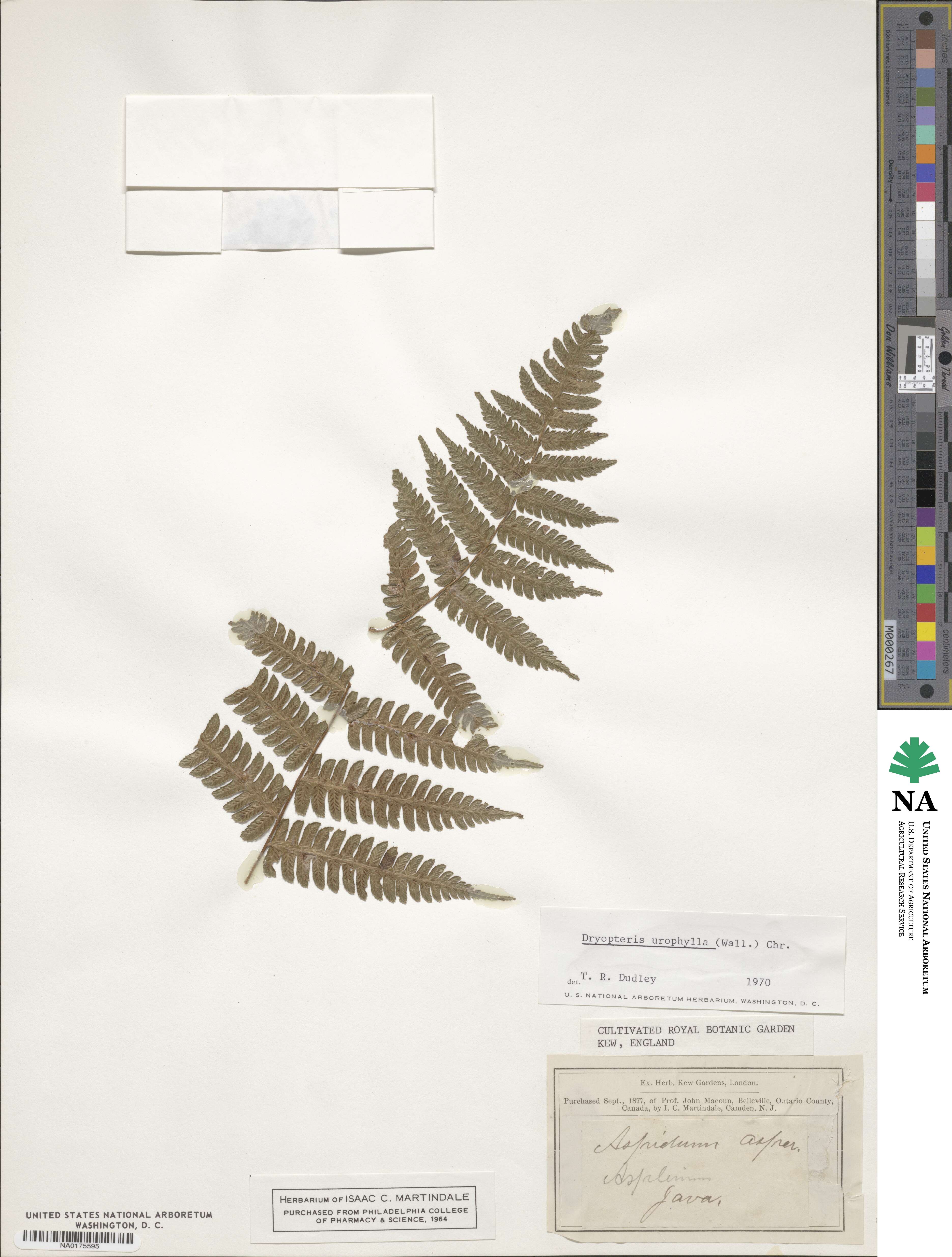 Abacopteris repanda image