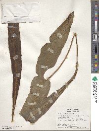 Elaphoglossum latifolium image