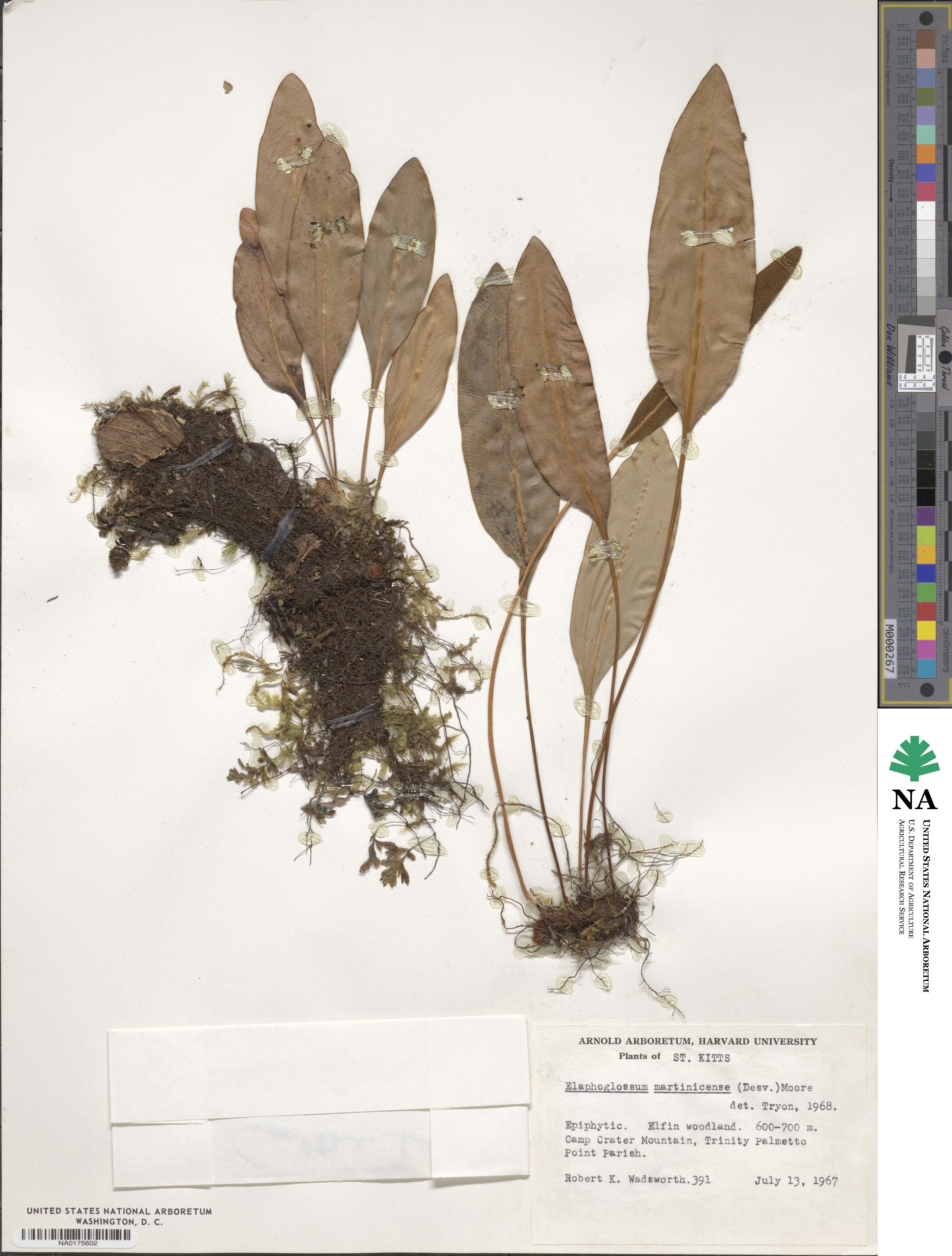 Elaphoglossum martinicense image