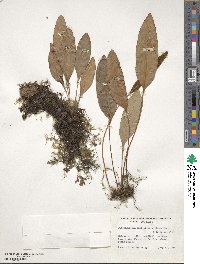 Image of Elaphoglossum martinicense