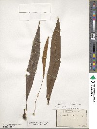 Image of Elaphoglossum apodum