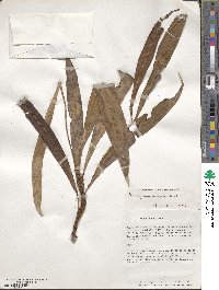 Elaphoglossum confusum image