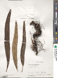 Elaphoglossum cuspidatum image