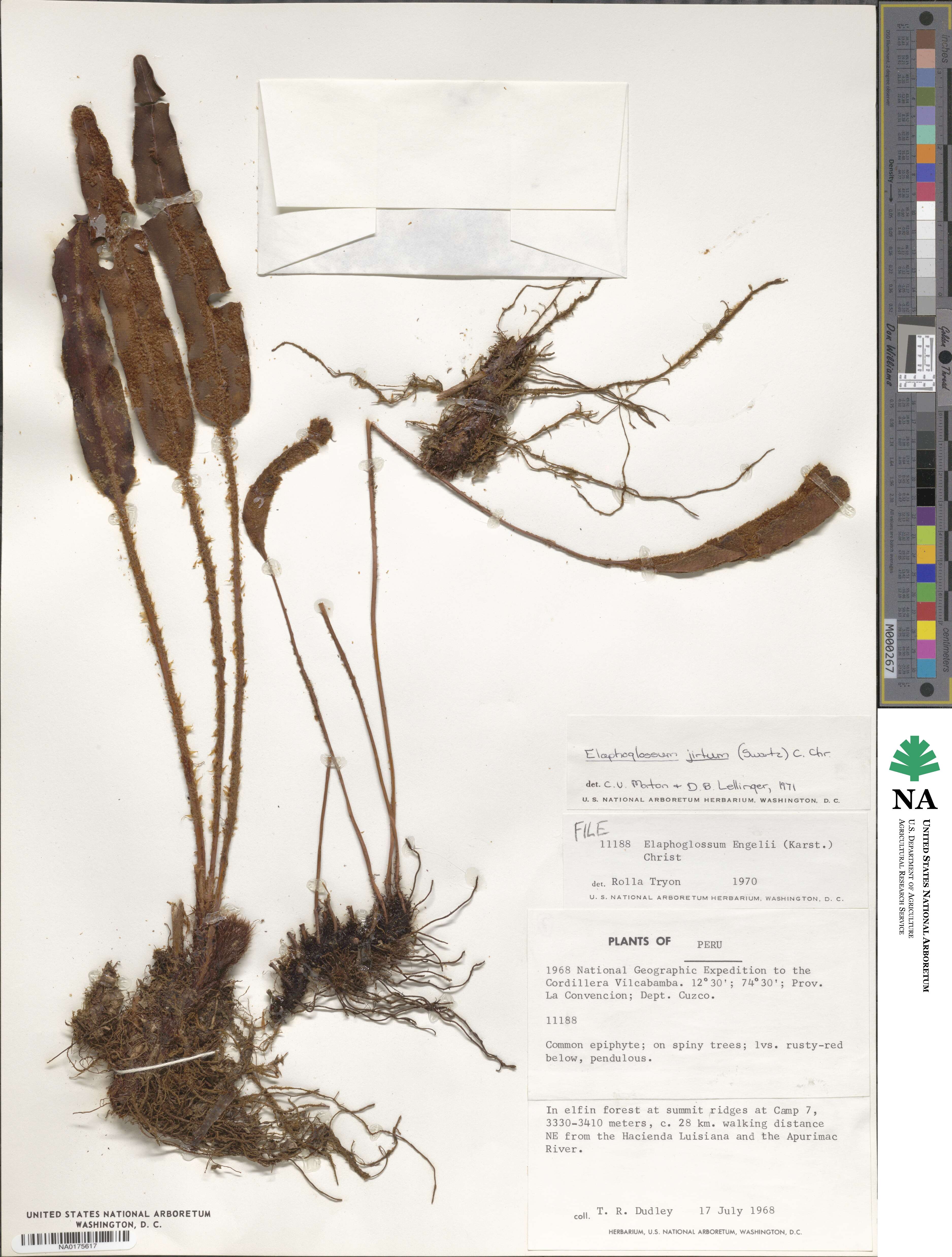 Elaphoglossum engelii image