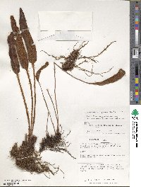 Image of Elaphoglossum engelii