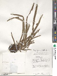 Image of Elaphoglossum glabellum