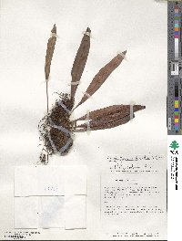 Elaphoglossum glabellum image