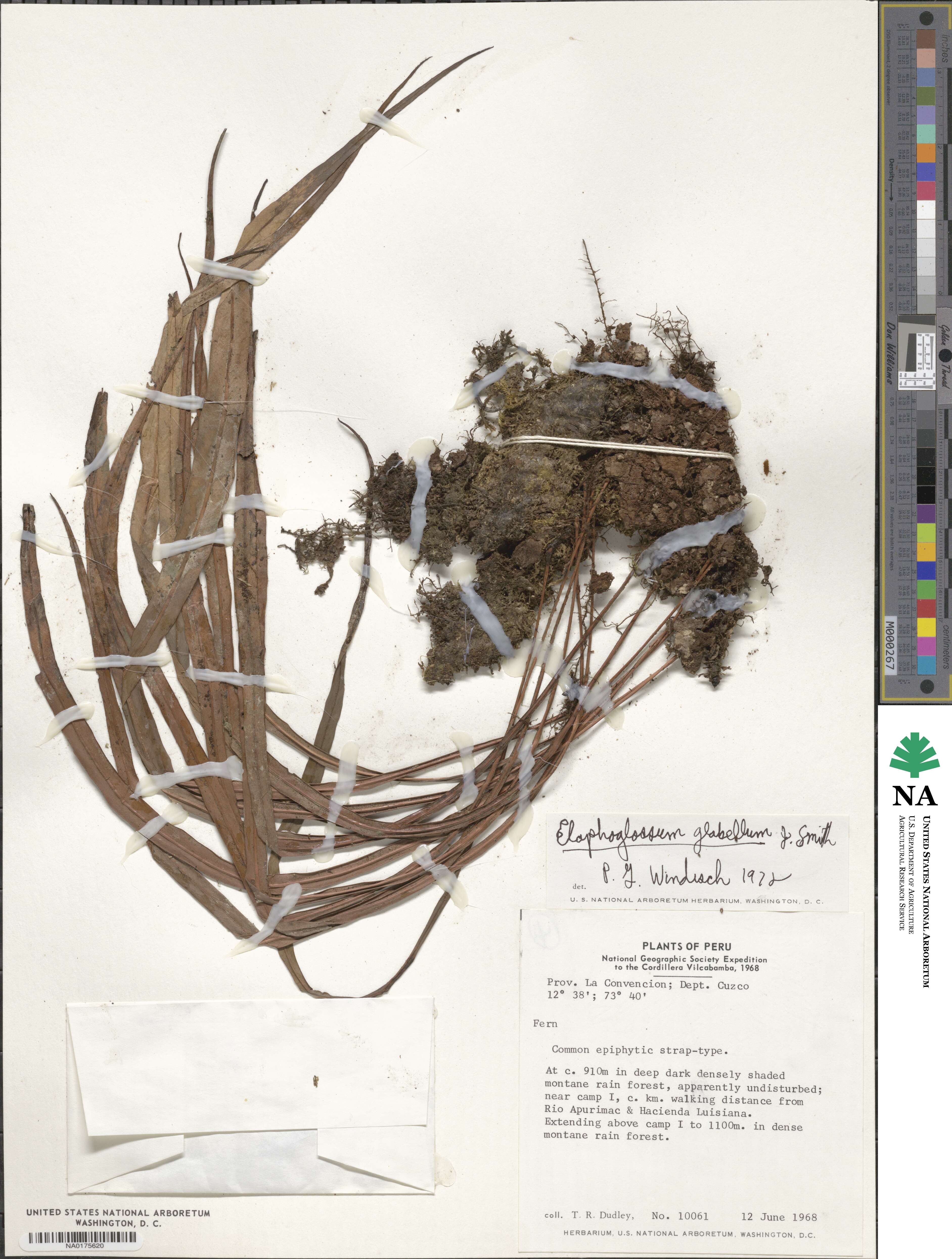 Elaphoglossum glabellum image