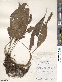 Image of Elaphoglossum glaucescens