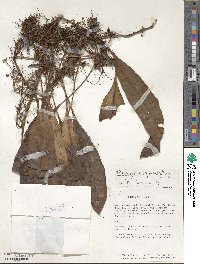 Image of Elaphoglossum glossophyllum